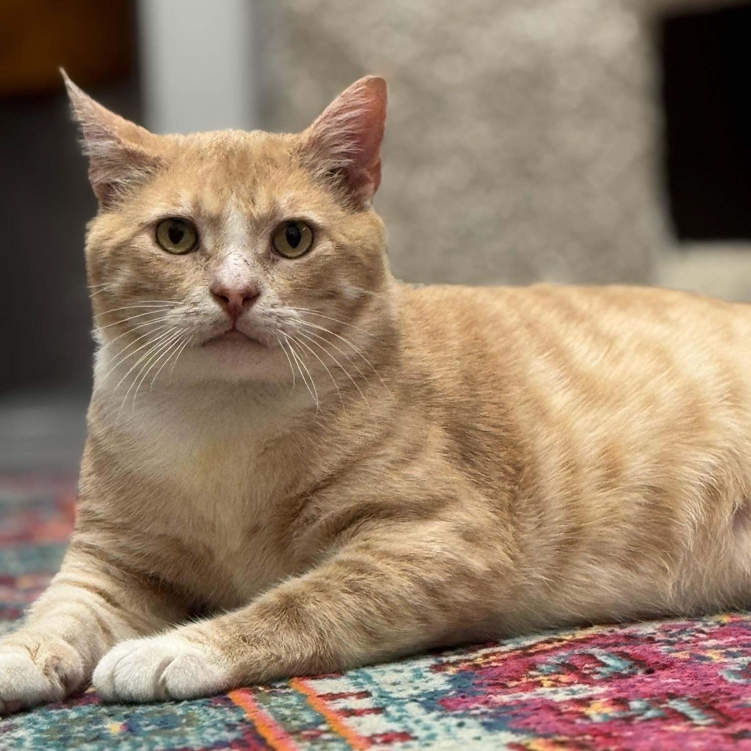 Enlarge Braveheart, a Adoptable Domestic Short Hair in Oldsmar, FL image 2/5