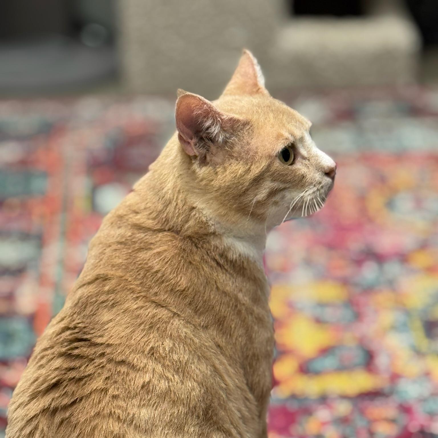 Enlarge Braveheart, a Adoptable Domestic Short Hair in Oldsmar, FL image 4/5