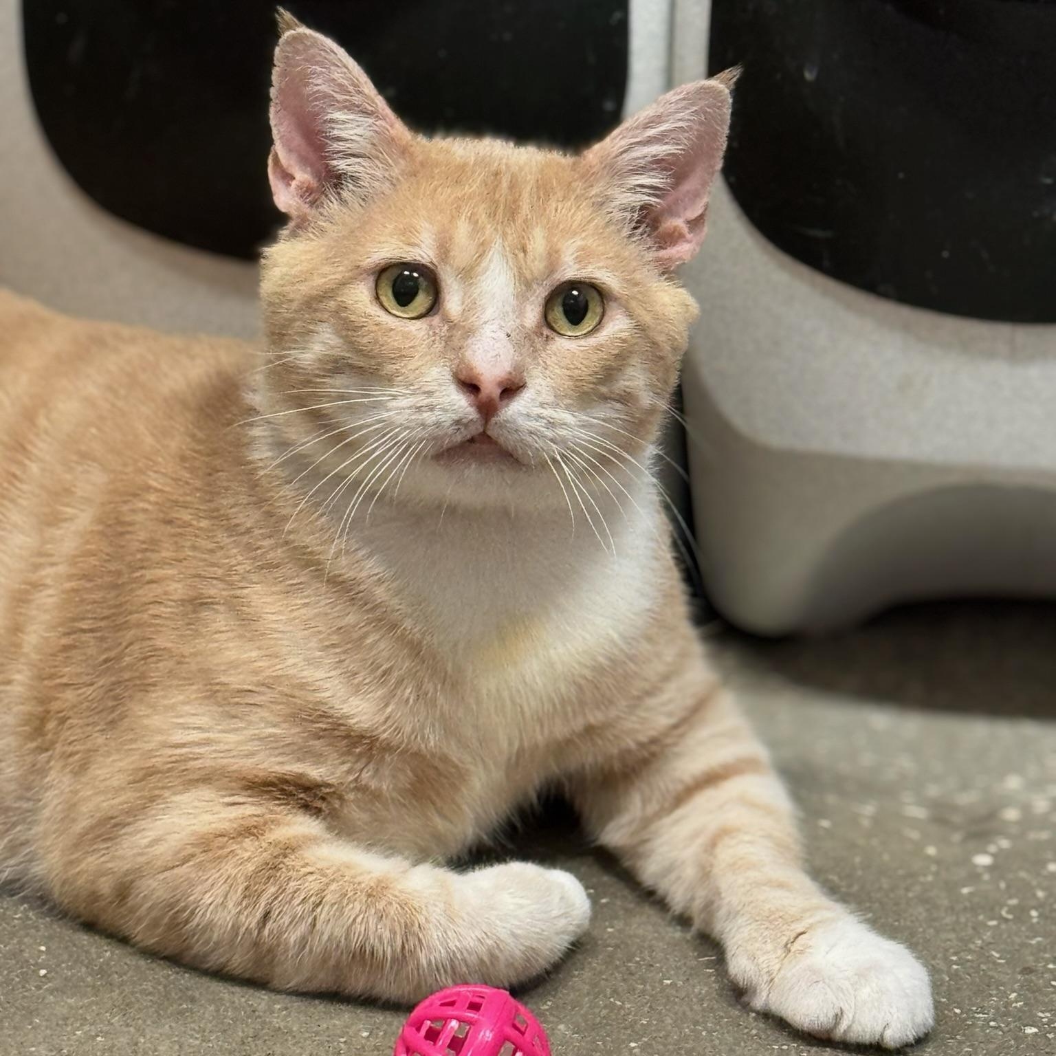 Enlarge Braveheart, a Adoptable Domestic Short Hair in Oldsmar, FL image 3/5