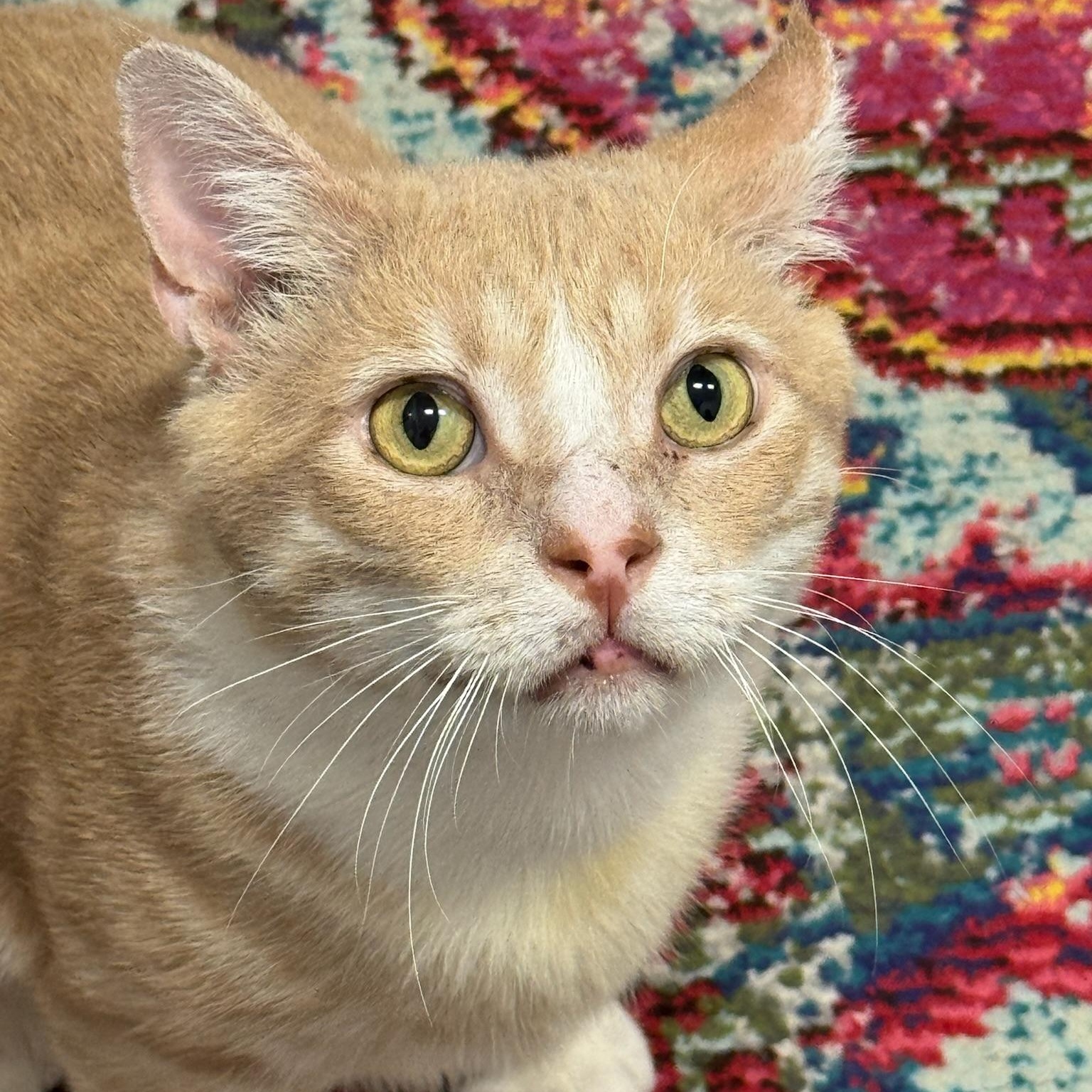 Enlarge Braveheart, a Adoptable Domestic Short Hair in Oldsmar, FL image 5/5