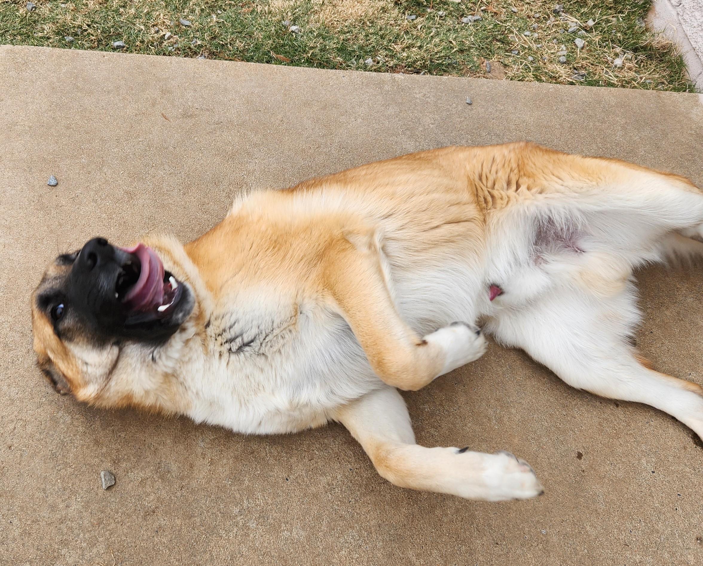Mufasa, ADOPTABLE, Adult Male Anatolian Shepherd.