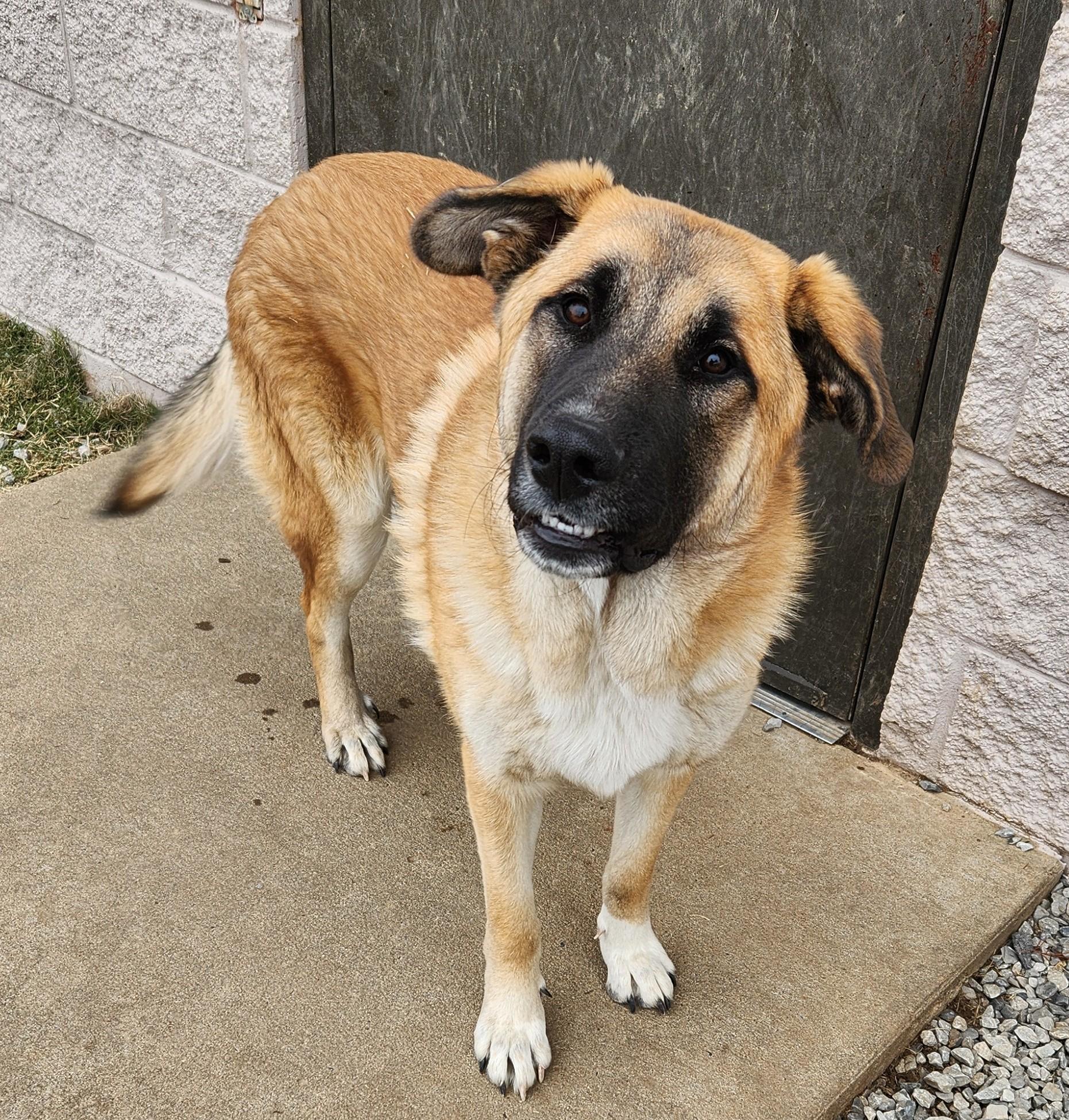 Enlarge Mufasa, a ADOPTABLE mixed breed in Siloam Springs, AR image 2/2