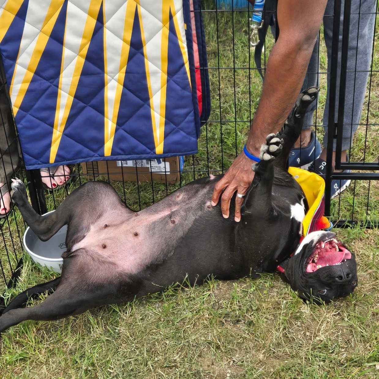 Enlarge Luna, a Adoptable mixed breed in Georgetown, TX image 6/6