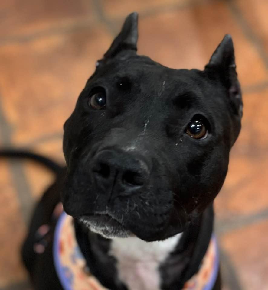 Enlarge Luna, a Adoptable mixed breed in Georgetown, TX image 3/6