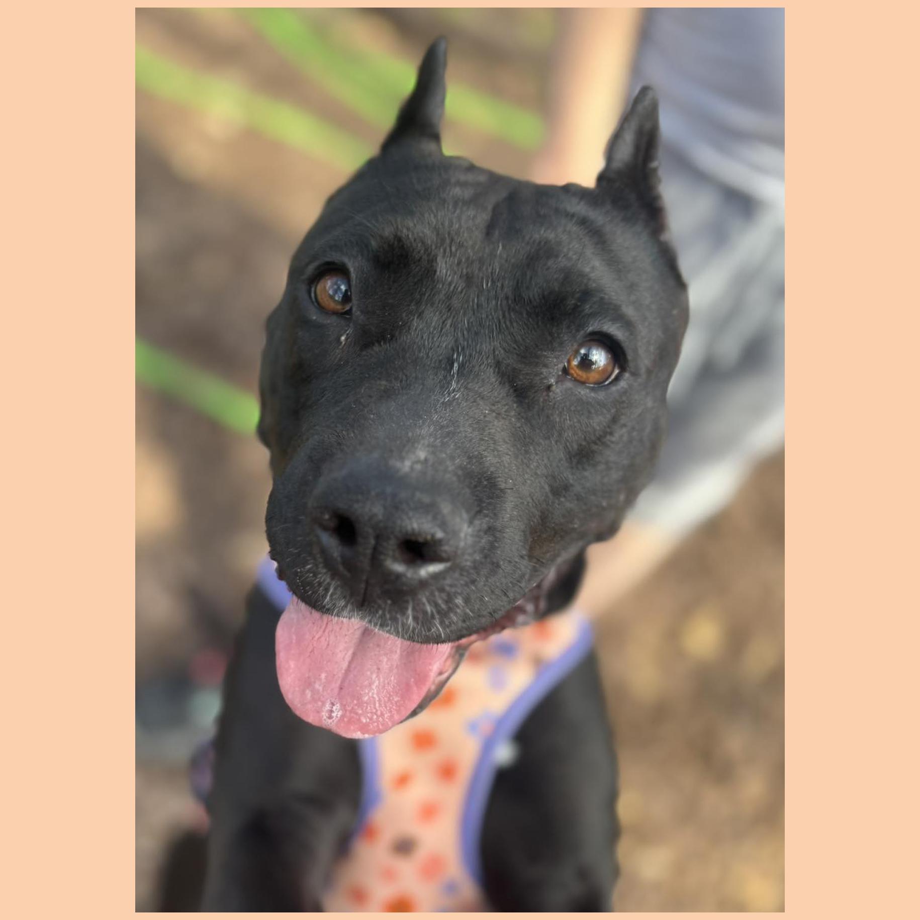 Enlarge Luna, a Adoptable mixed breed in Georgetown, TX image 4/6