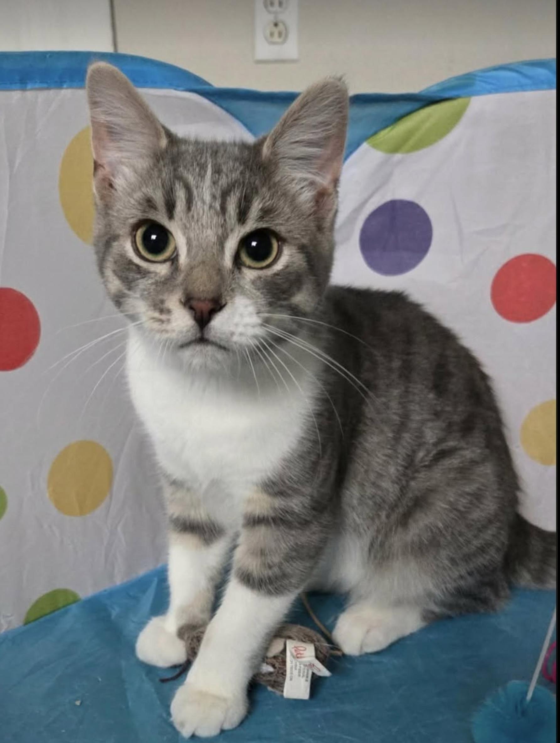 Maverick, Adoptable, Kitten Male Domestic Short Hair.