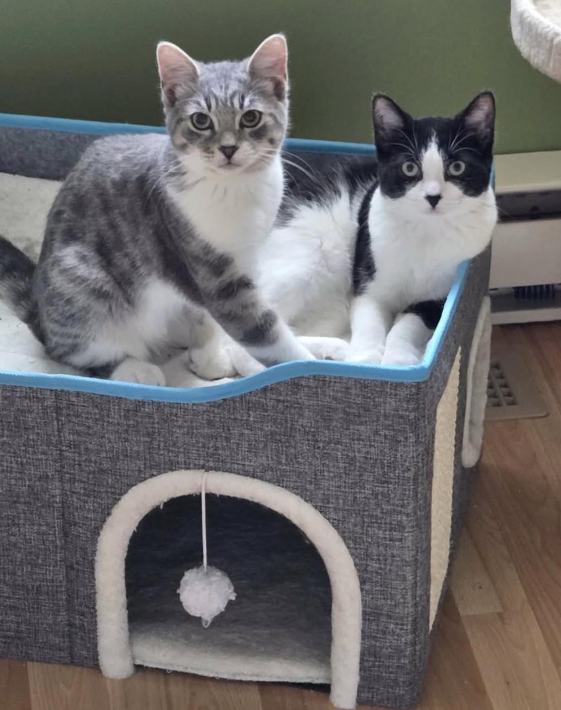 Enlarge Maverick, a Adoptable Domestic Short Hair in Verdun, QC image 3/6