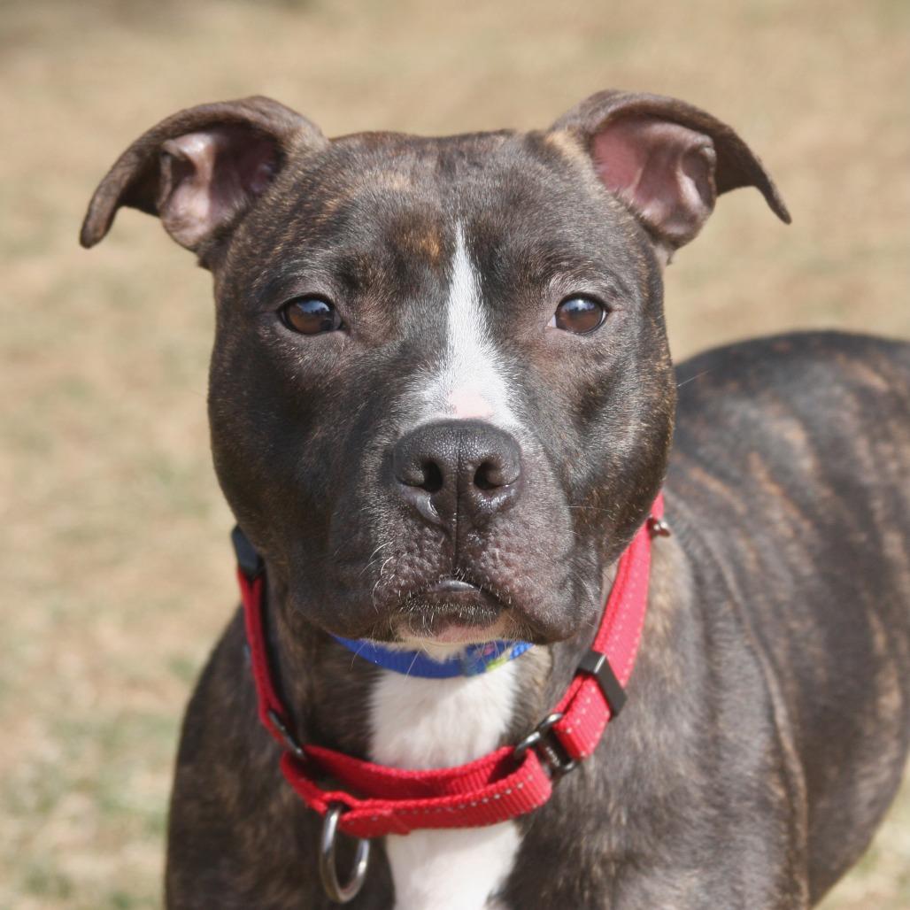 Enlarge Cola, a Adoptable Mixed Breed in Allentown, PA image 1/2