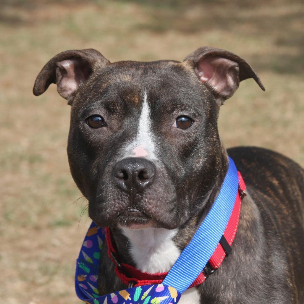 Enlarge Cola, a Adoptable Mixed Breed in Allentown, PA image 2/2