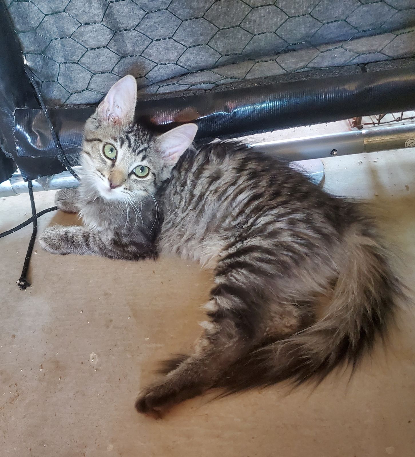 Cat for adoption Mikey Girl, a Domestic Medium Hair in Sierra Vista