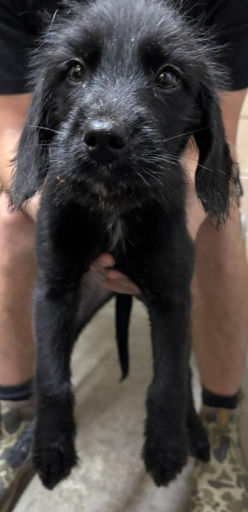 Zane, Adopted, Puppy Male German Wirehaired Pointer & Labrador Retriever.