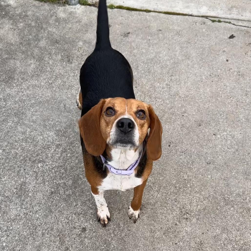 Enlarge Dolly, a Adoptable Beagle in Chesapeake, VA image 1/4