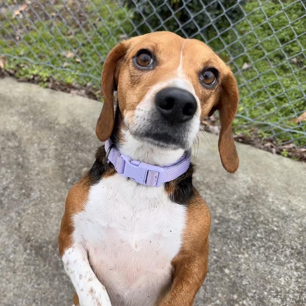 Enlarge Dolly, a Adoptable Beagle in Chesapeake, VA image 2/4