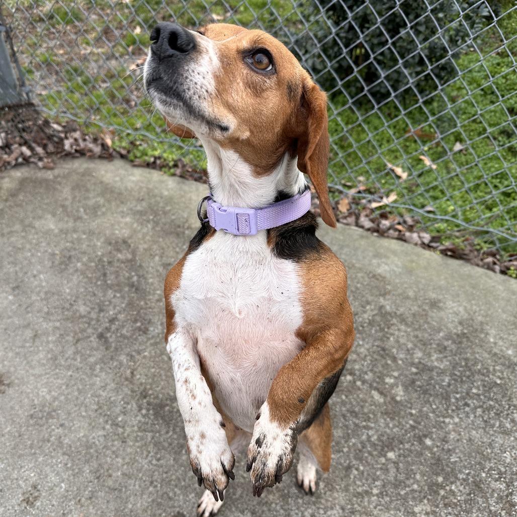 Enlarge Dolly, a Adoptable Beagle in Chesapeake, VA image 3/4