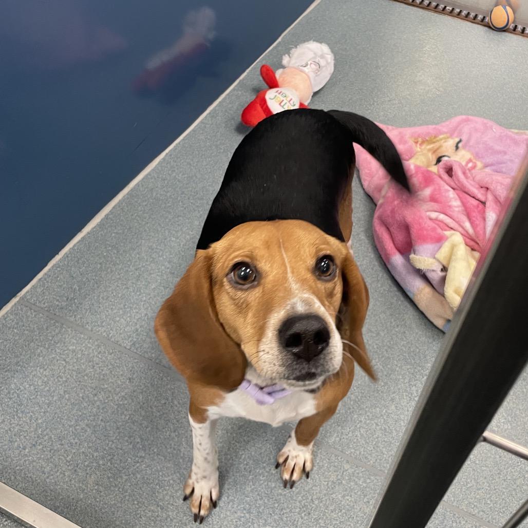 Enlarge Dolly, a Adoptable Beagle in Chesapeake, VA image 4/4