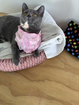 Enlarge Petunia, a ADOPTABLE Domestic Short Hair in Steamboat Springs, CO image 2/3