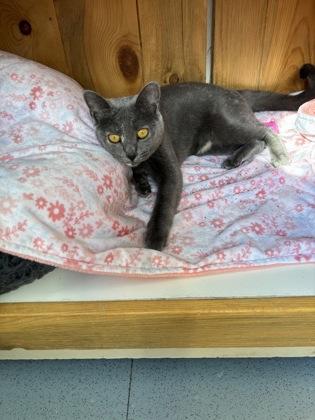 Enlarge Petunia, a ADOPTABLE Domestic Short Hair in Steamboat Springs, CO image 1/3