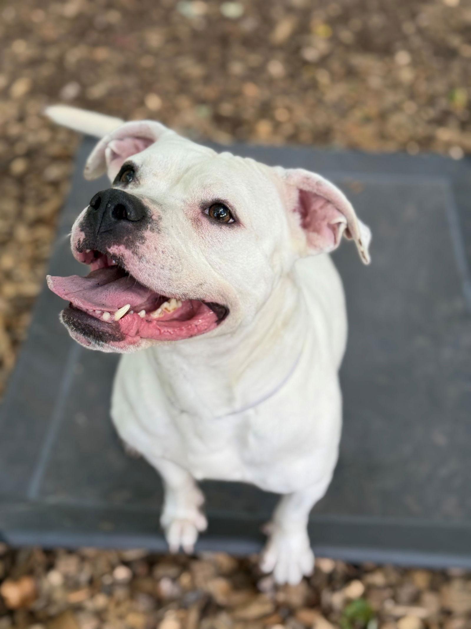48174 - Icey Blue, Adopted, Young Female American Bulldog.
