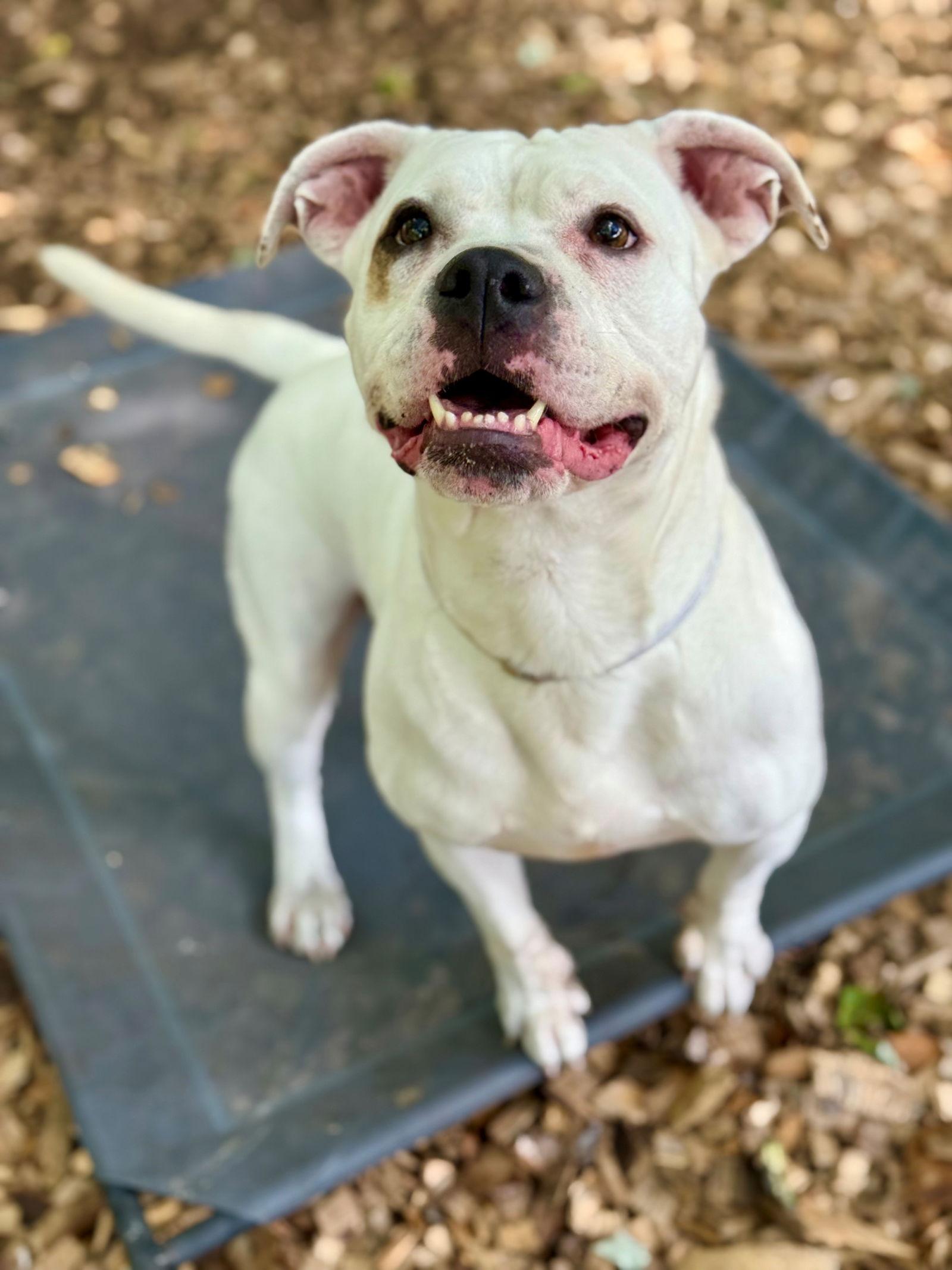 48174 - Icey Blue, a Adopted American Bulldog in Ellicott City, MD image 2/3