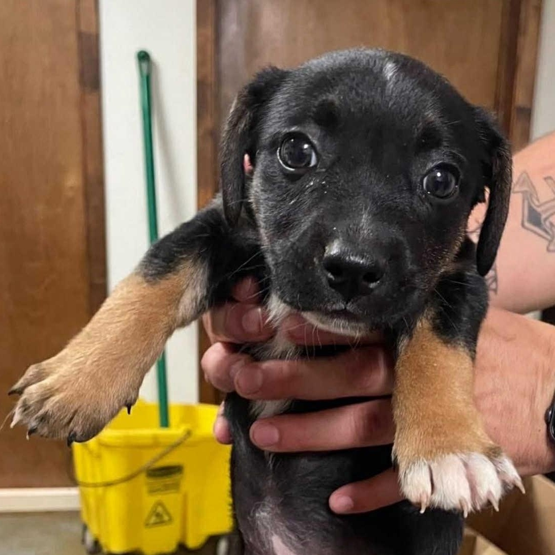 Dottie, an adoptable German Shepherd Dog in Clovis, NM, 88101 | Photo Image 4