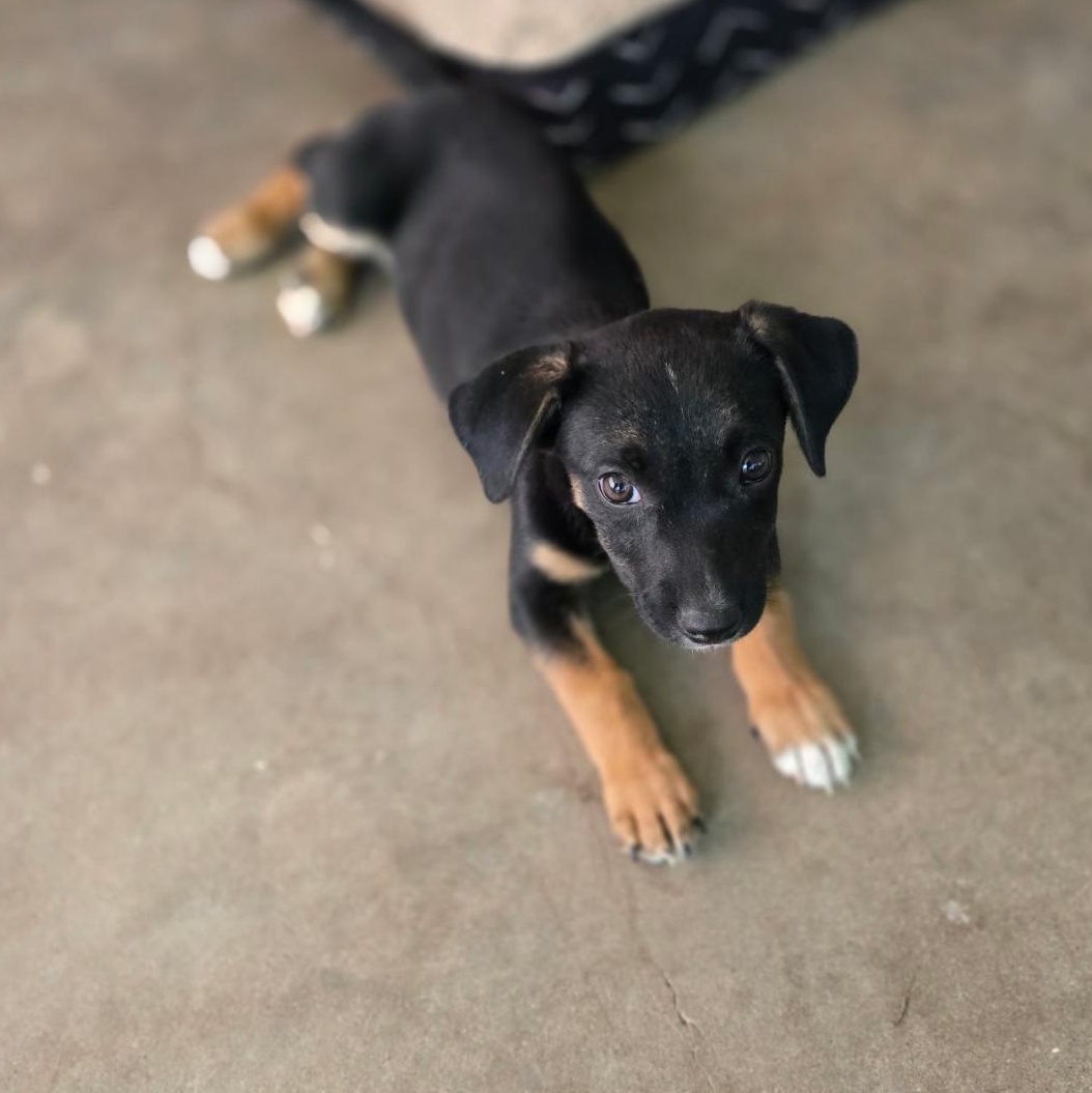 Dottie, an adoptable German Shepherd Dog in Clovis, NM, 88101 | Photo Image 1