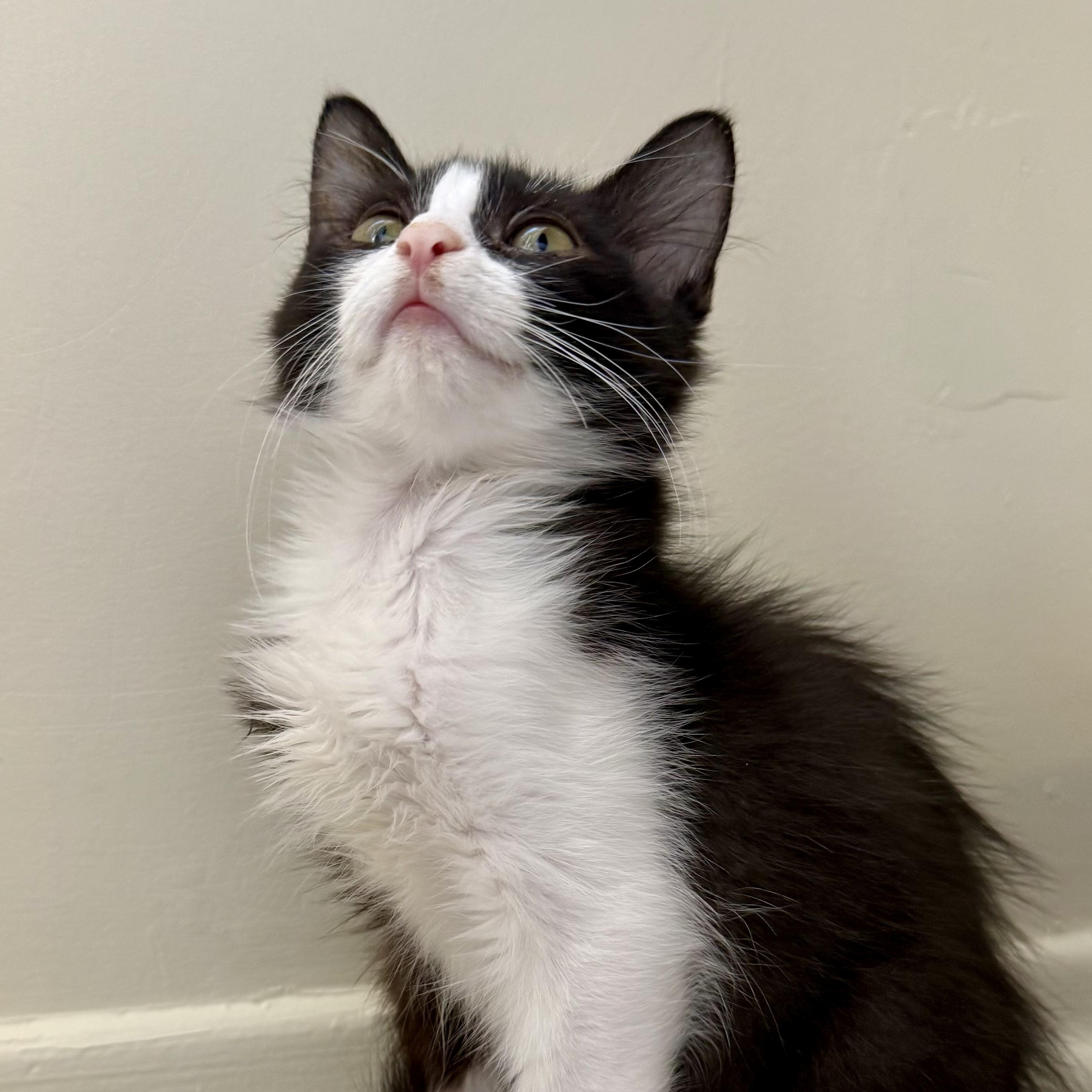 Enlarge Doc, a Adoptable Domestic Medium Hair in Santa Monica, CA image 2/4