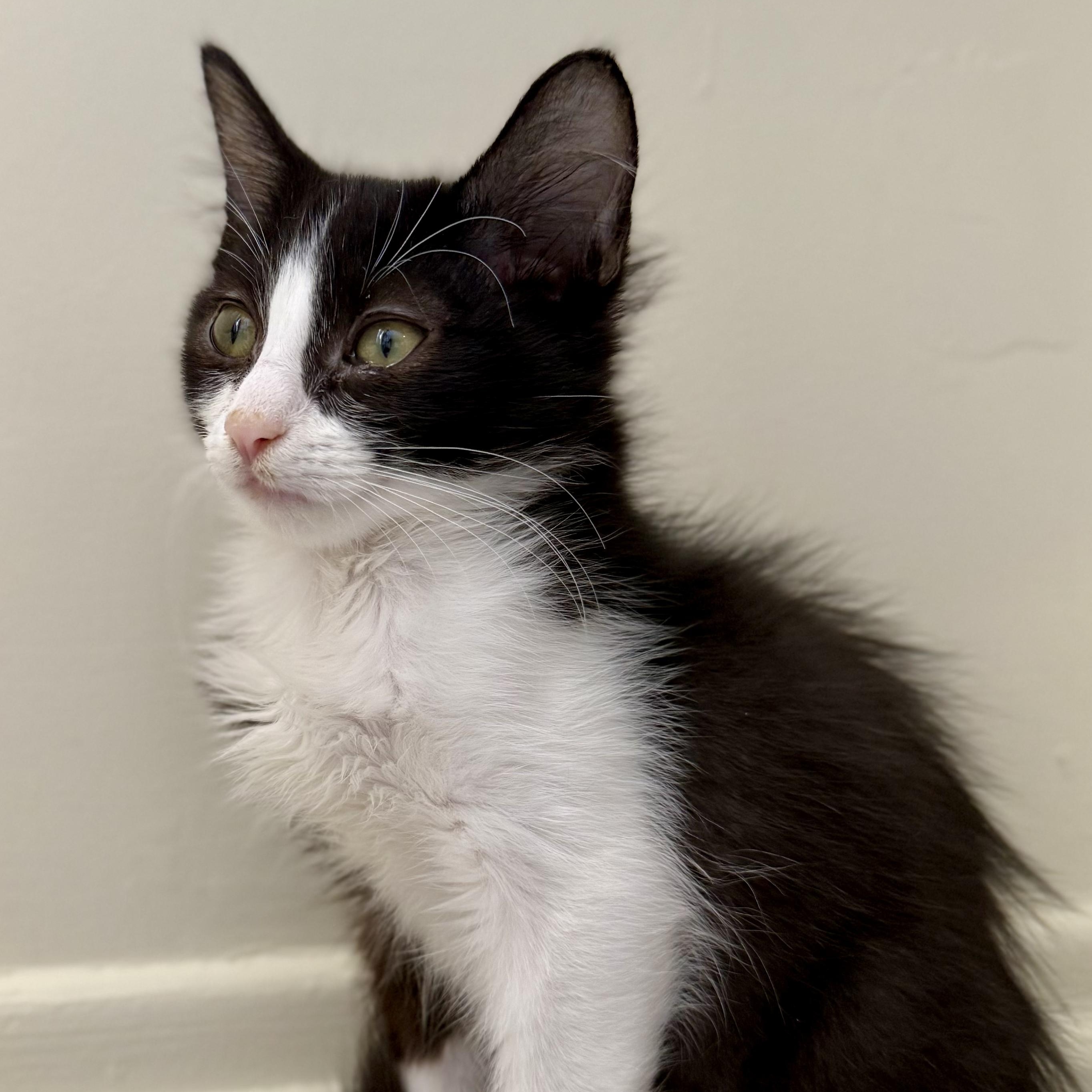 Enlarge Doc, a Adoptable Domestic Medium Hair in Santa Monica, CA image 3/4