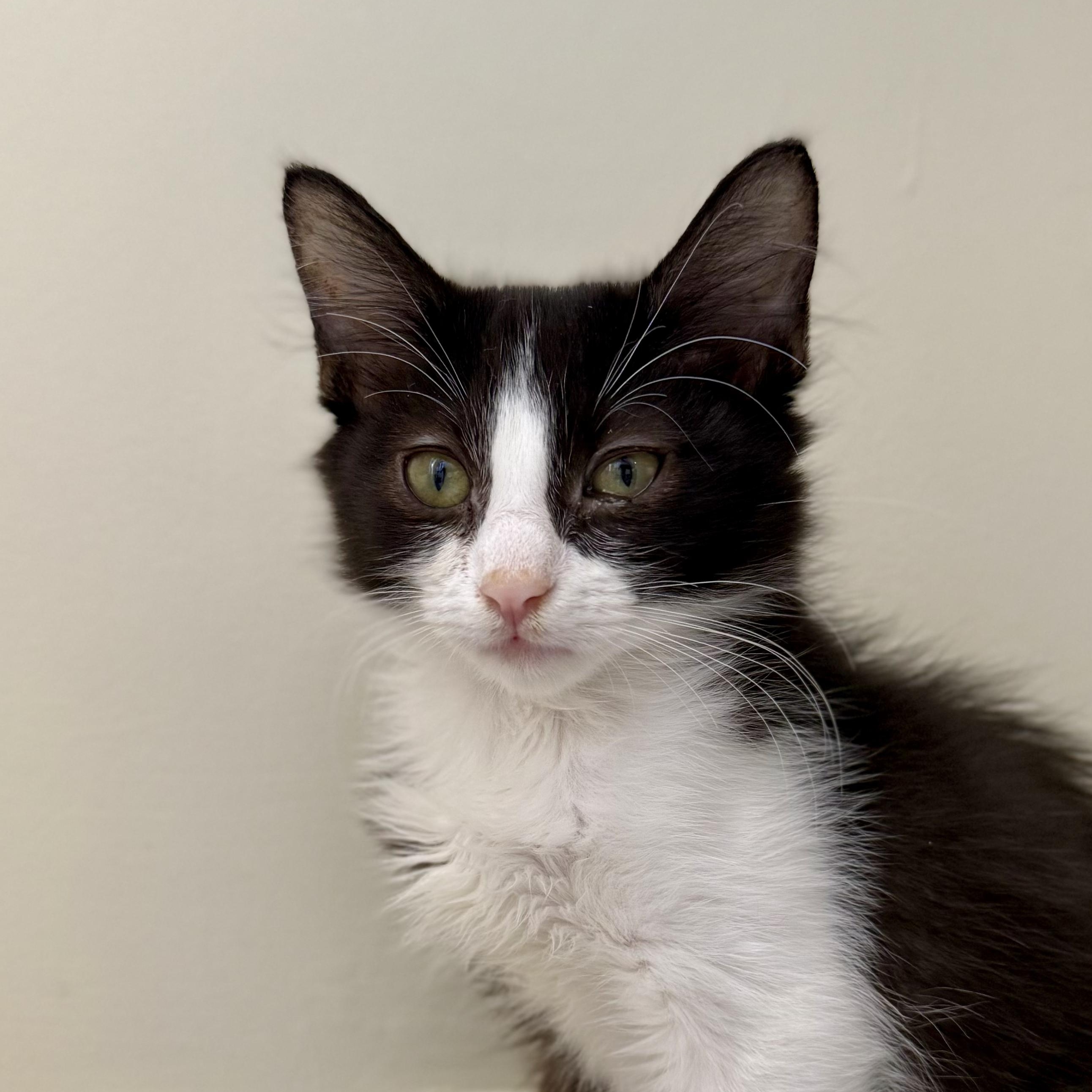 Enlarge Doc, a Adoptable Domestic Medium Hair in Santa Monica, CA image 1/4