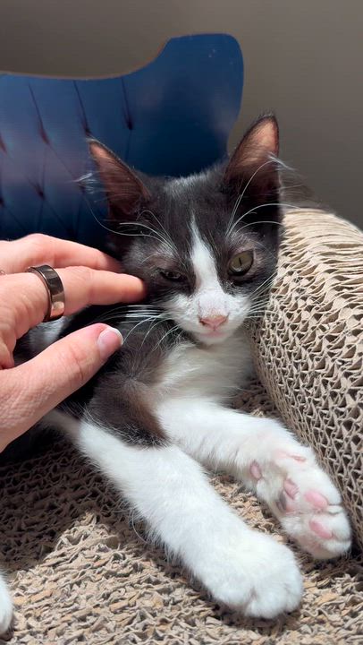Enlarge Doc, a Adoptable Domestic Medium Hair in Santa Monica, CA video 4/4