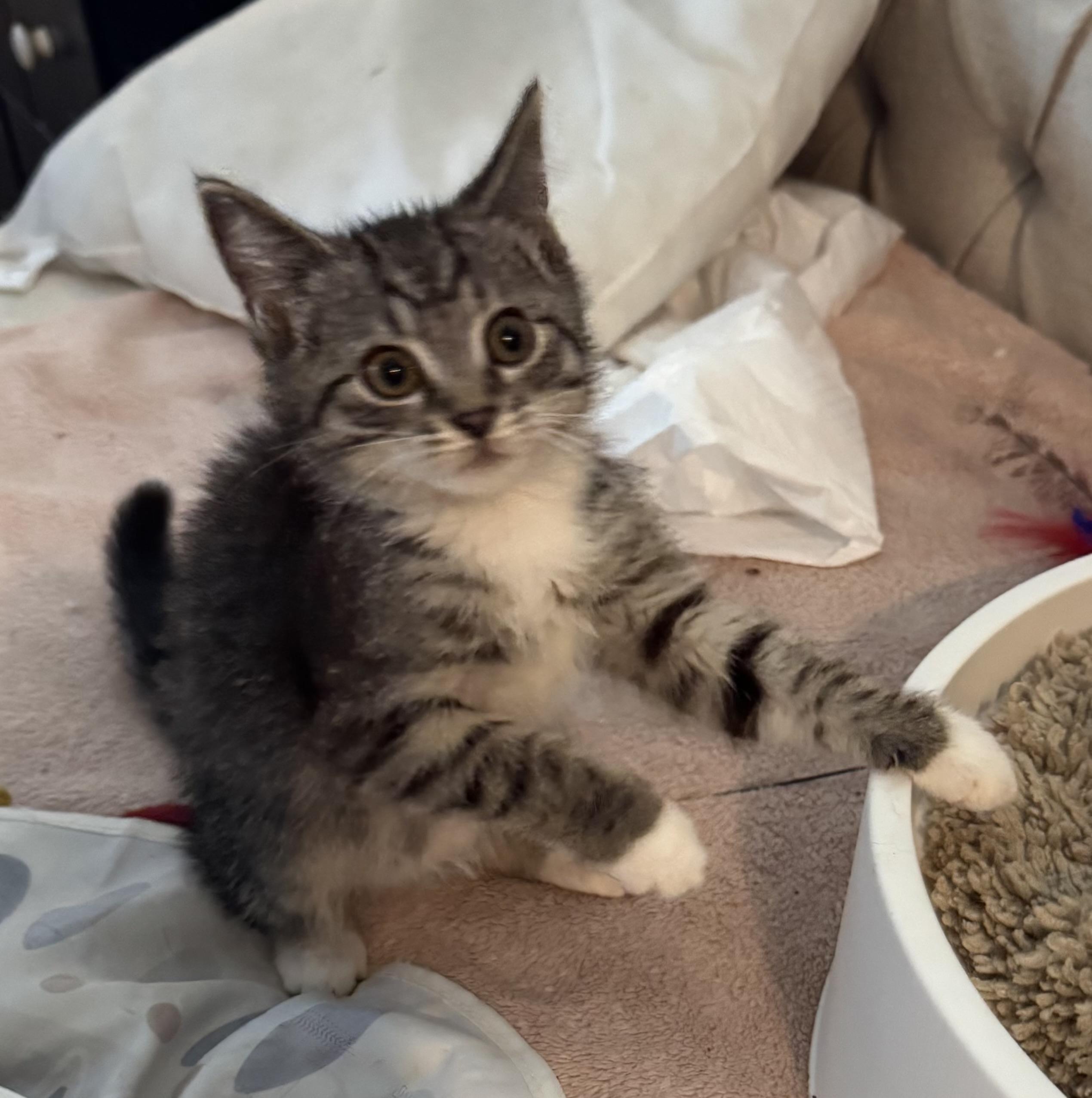 Sherman, Adoptable, Kitten Male Tabby.