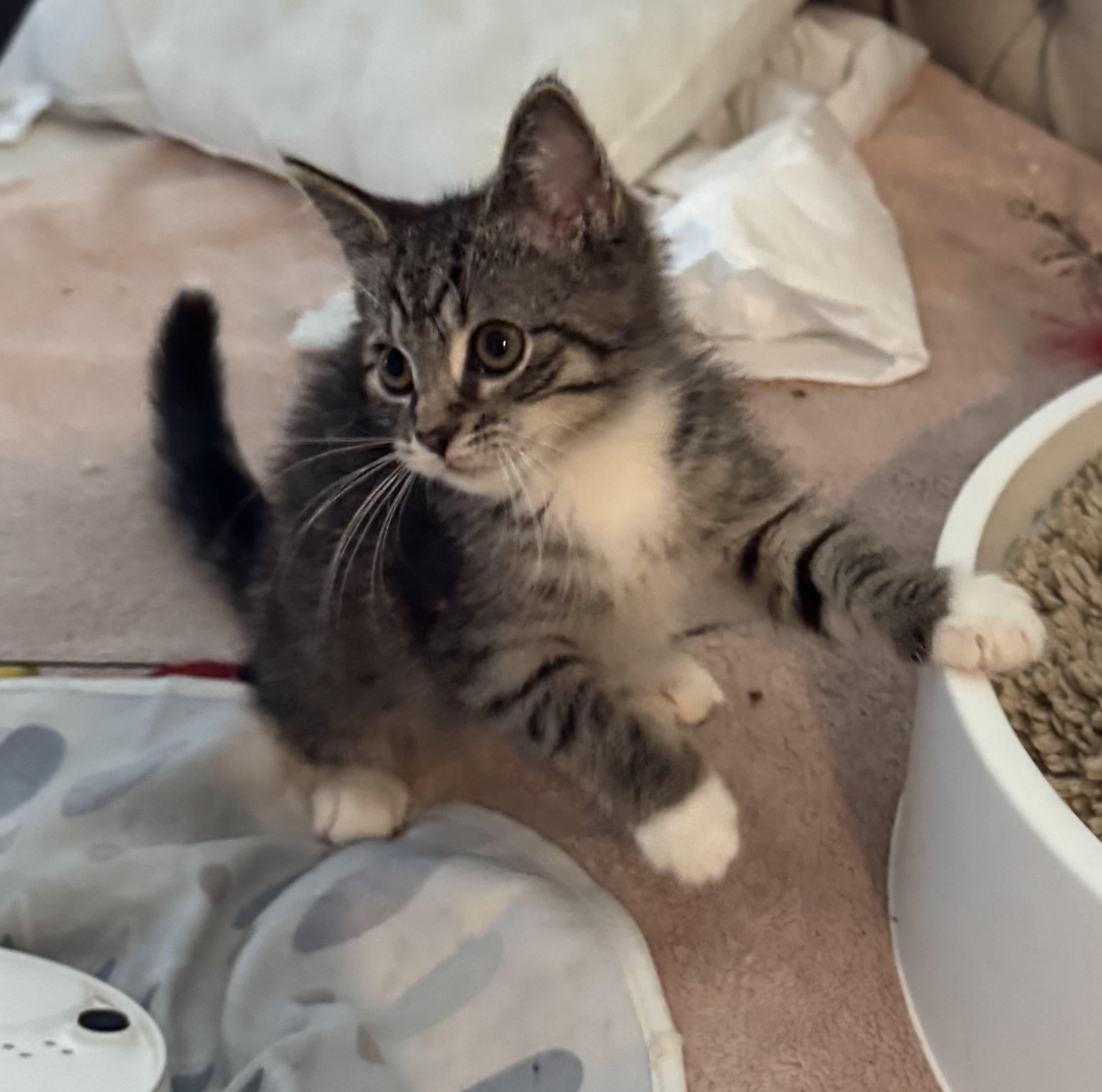 Sherman, a Adoptable mixed breed in Export, PA image 2/6