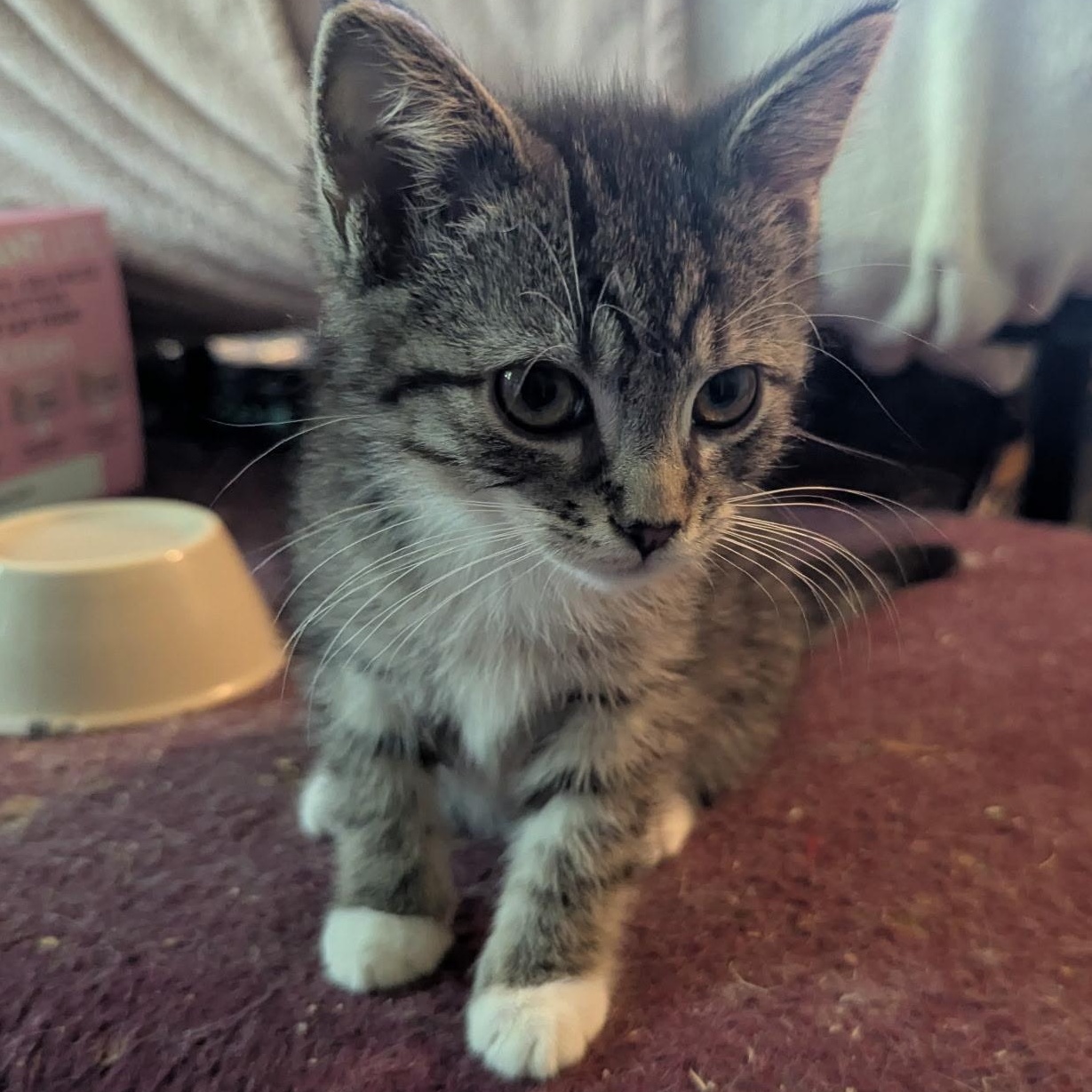 Sherman, a Adoptable mixed breed in Export, PA image 5/6