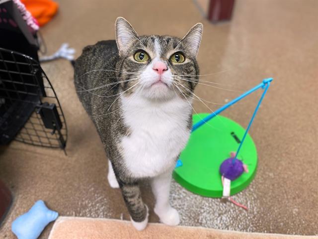 Enlarge SADIE, a Adoptable Domestic Short Hair in Fort Wayne, IN image 1/1