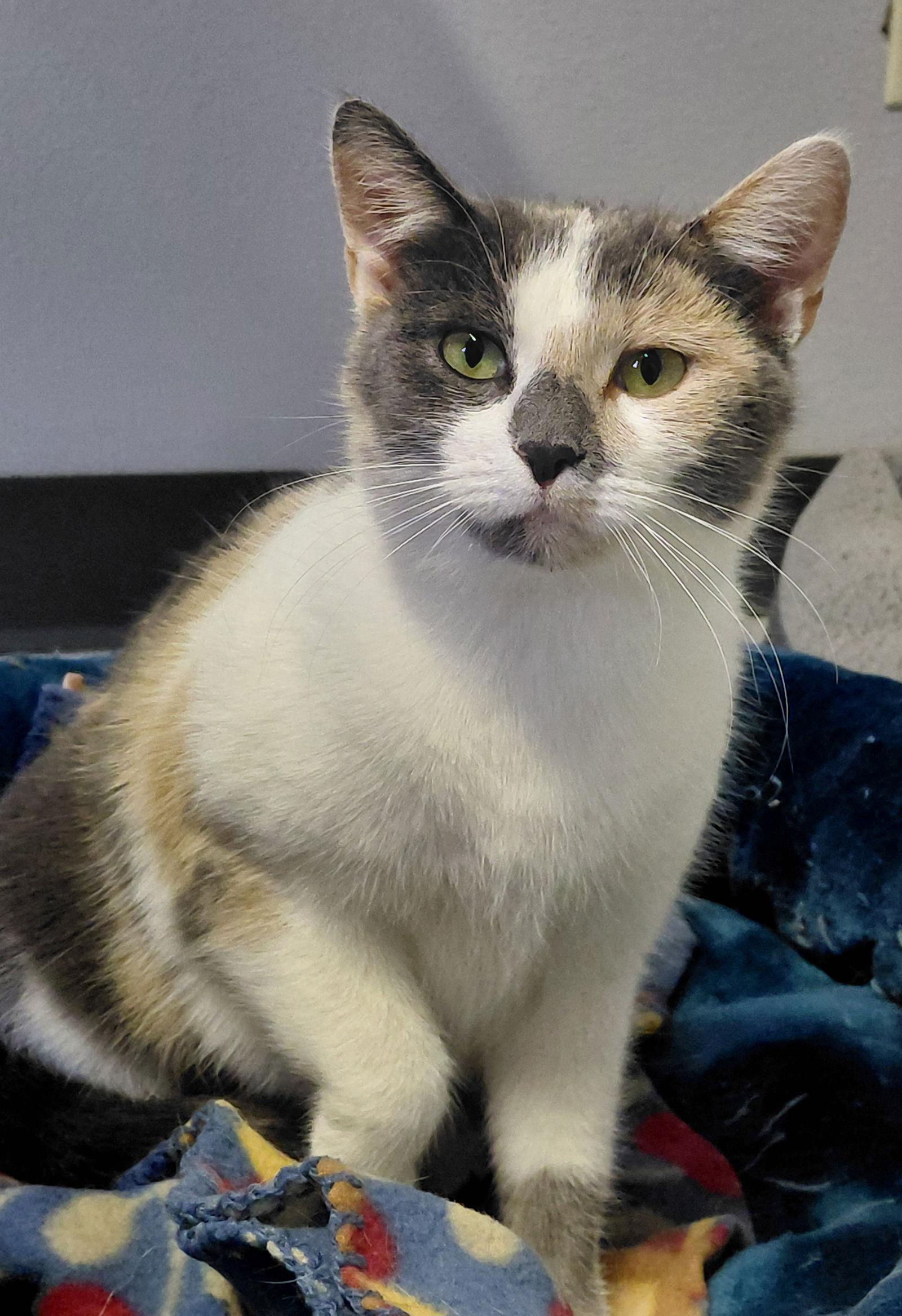 Fern @ The Cat's Brew, Adopted, Adult Female Domestic Short Hair & Calico.
