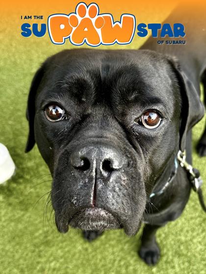 Annie, Adoptable, Adult Female Mixed Breed & Mixed Breed.