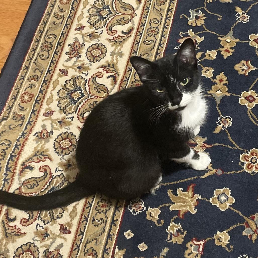 Wren, Adoptable, Adult Female Domestic Short Hair.