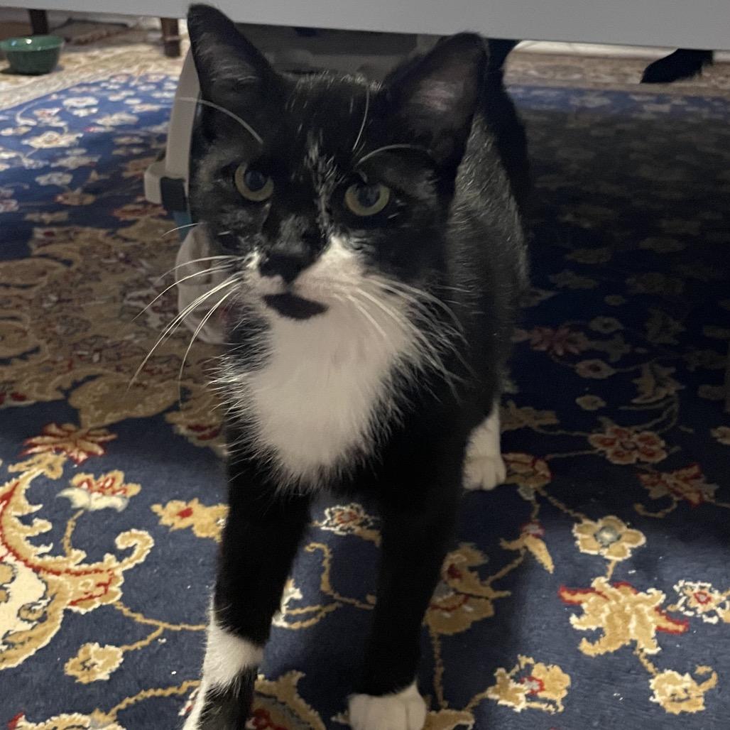 Enlarge Wren, a Adoptable Domestic Short Hair in Chicago, IL image 2/4