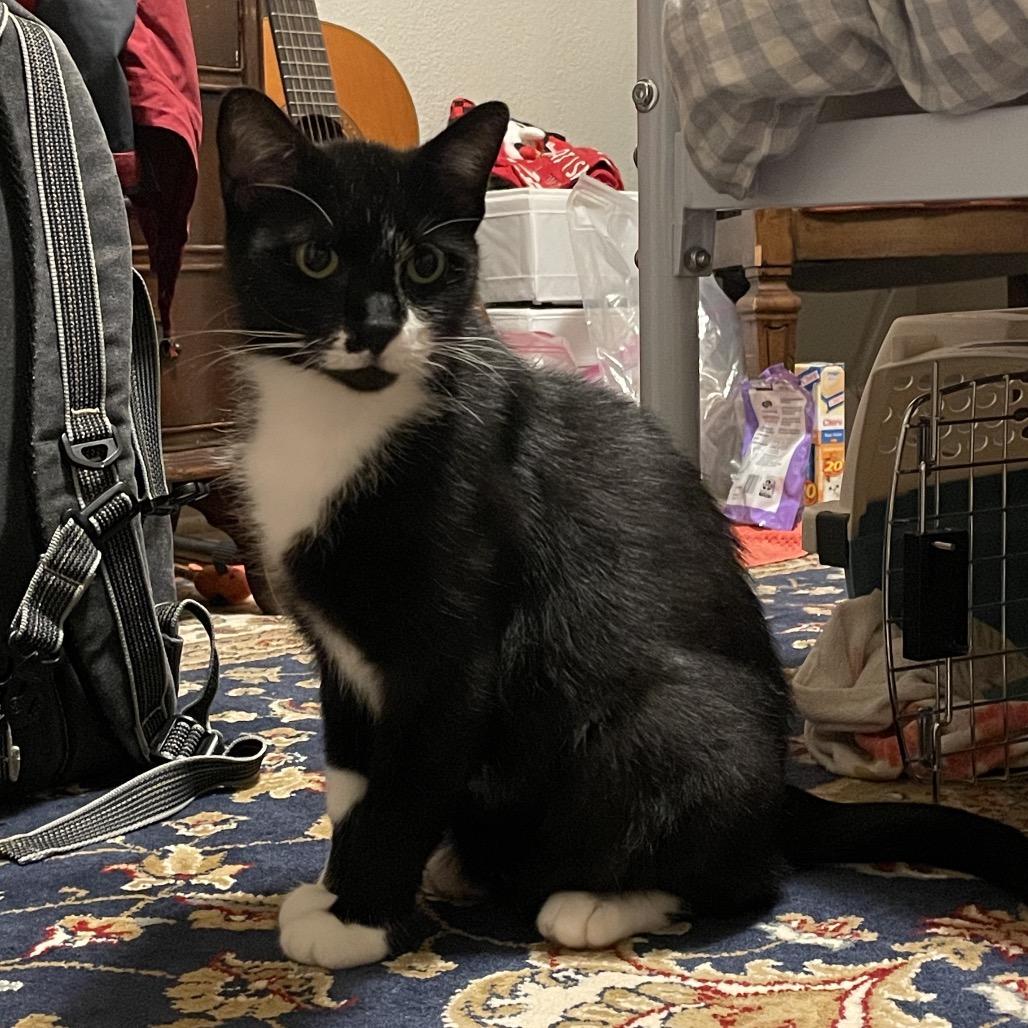 Enlarge Wren, a Adoptable Domestic Short Hair in Chicago, IL image 3/4