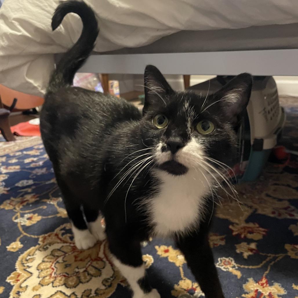 Enlarge Wren, a Adoptable Domestic Short Hair in Chicago, IL image 4/4