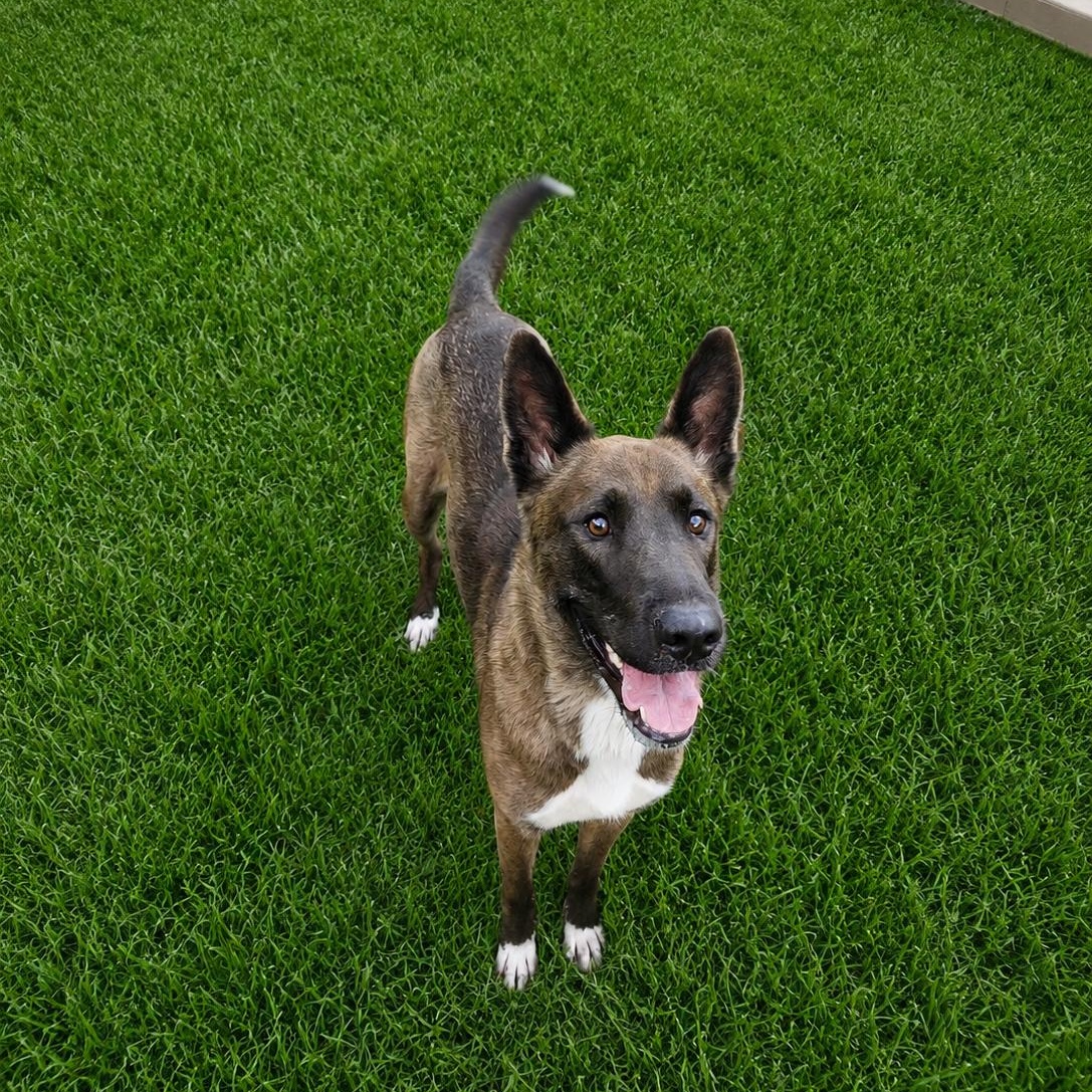 Enlarge Kiko, a ADOPTABLE mixed breed in CLARKSVILLE, TN image 1/2
