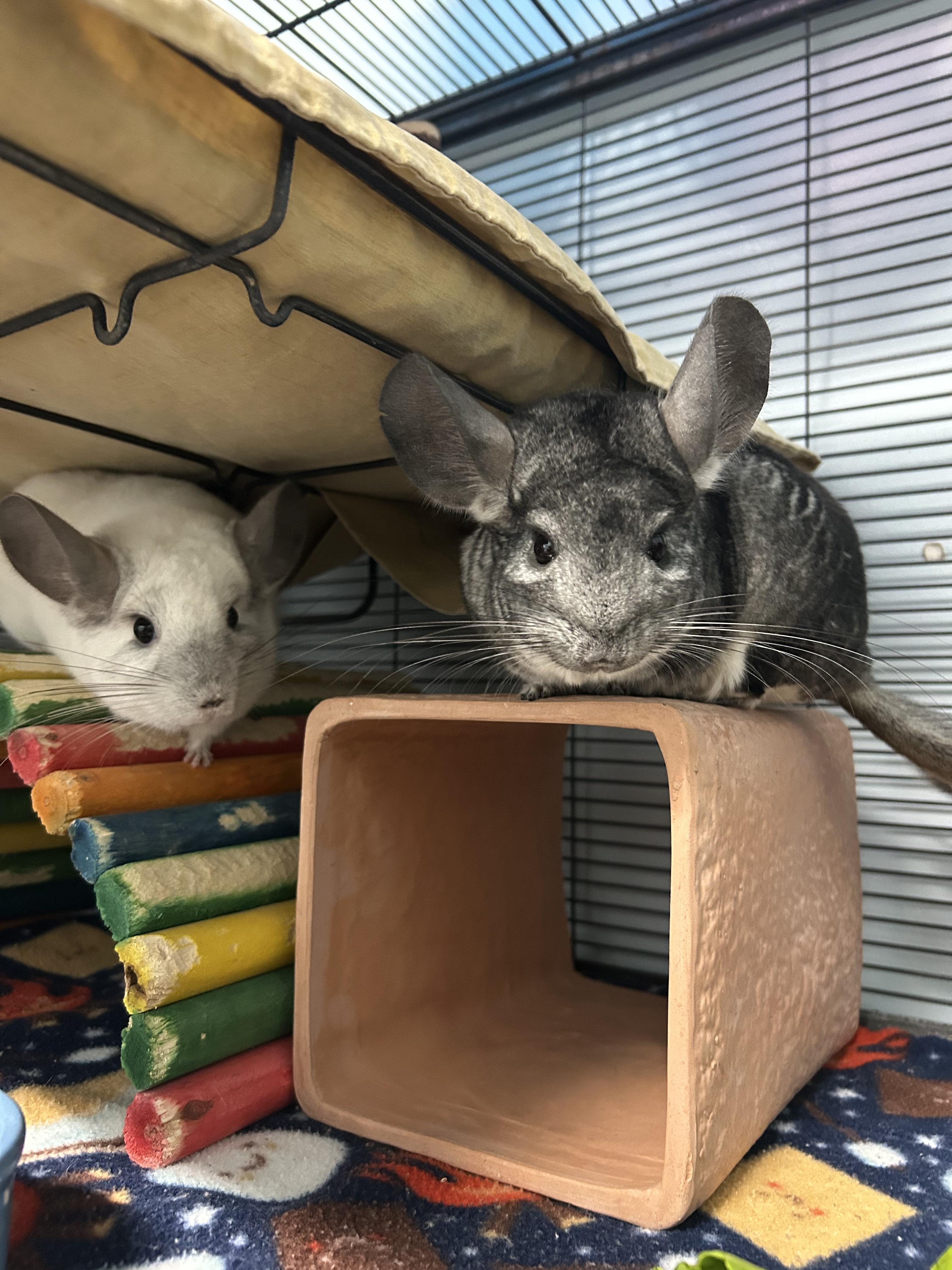 Enlarge Zoe and Madison, a ADOPTABLE Chinchilla in Edgewood, MD image 2/6