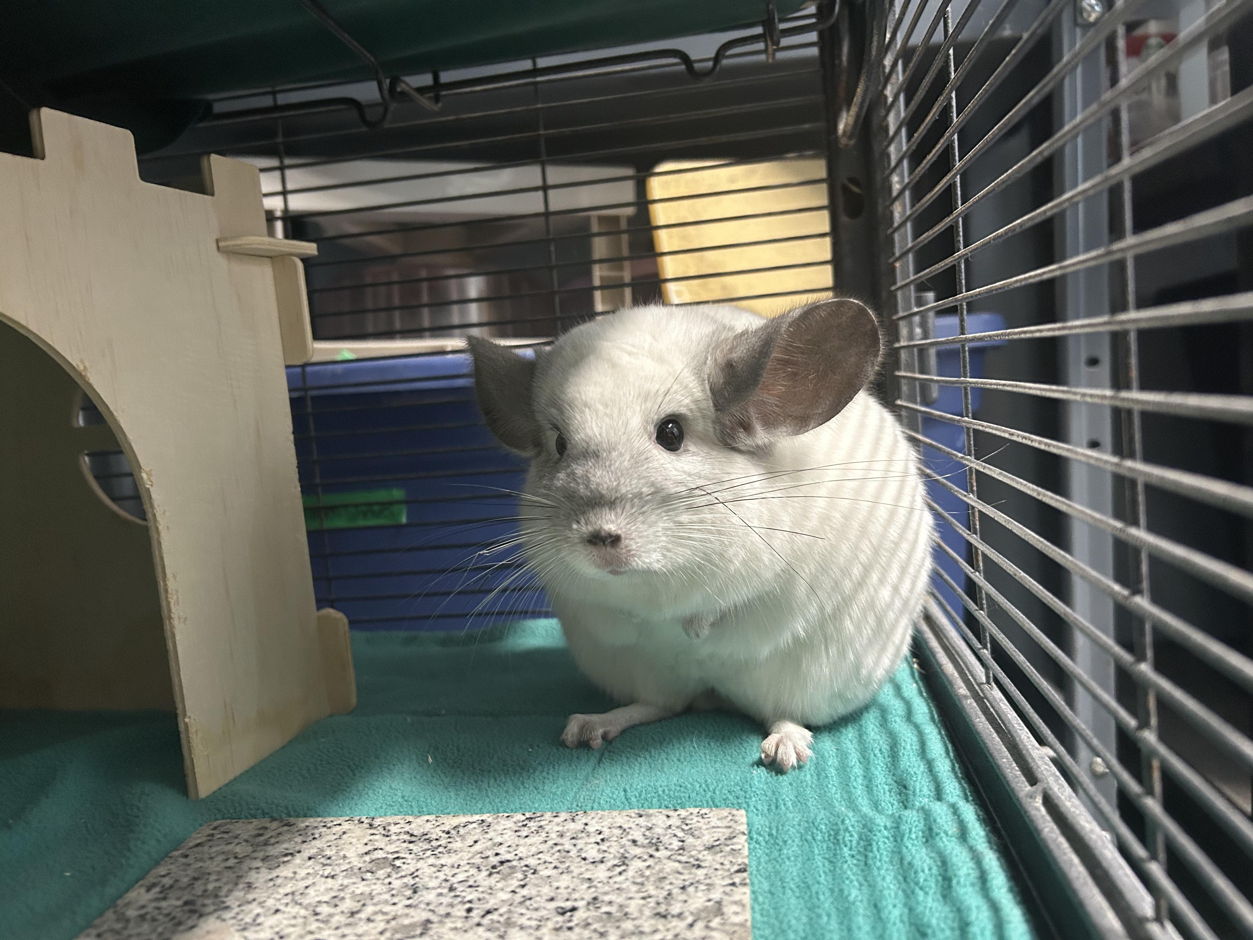 Enlarge Zoe and Madison, a ADOPTABLE Chinchilla in Edgewood, MD image 5/6