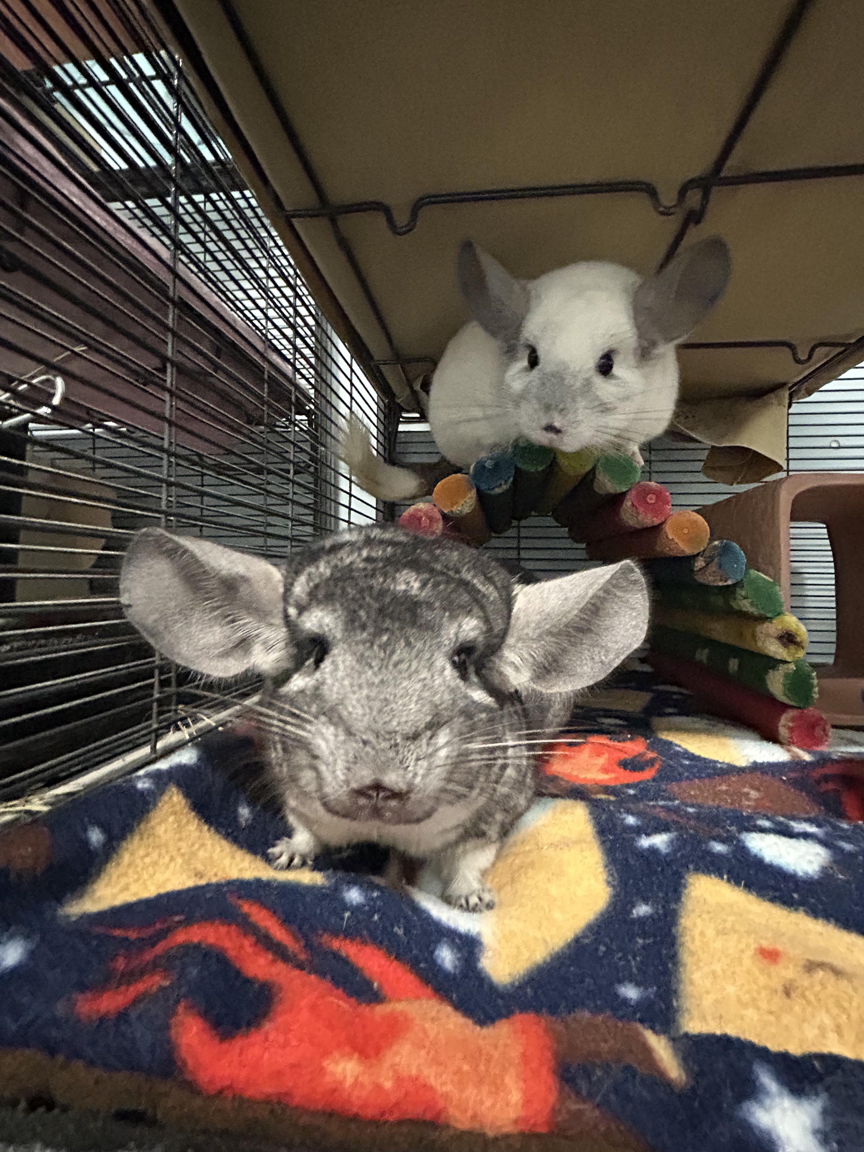 Zoe and Madison, ADOPTABLE, Adult Female Chinchilla.