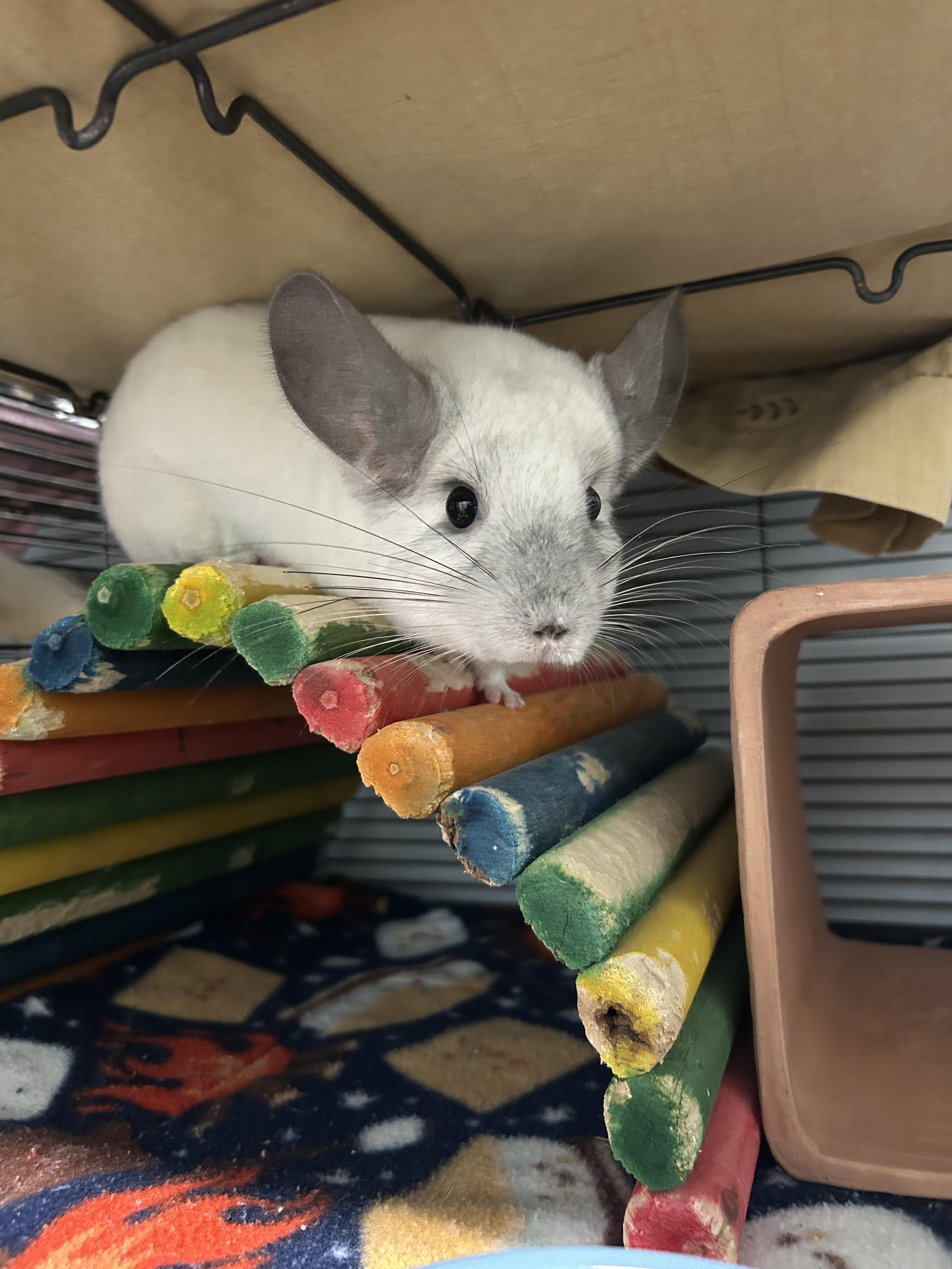 Enlarge Zoe and Madison, a ADOPTABLE Chinchilla in Edgewood, MD image 3/6