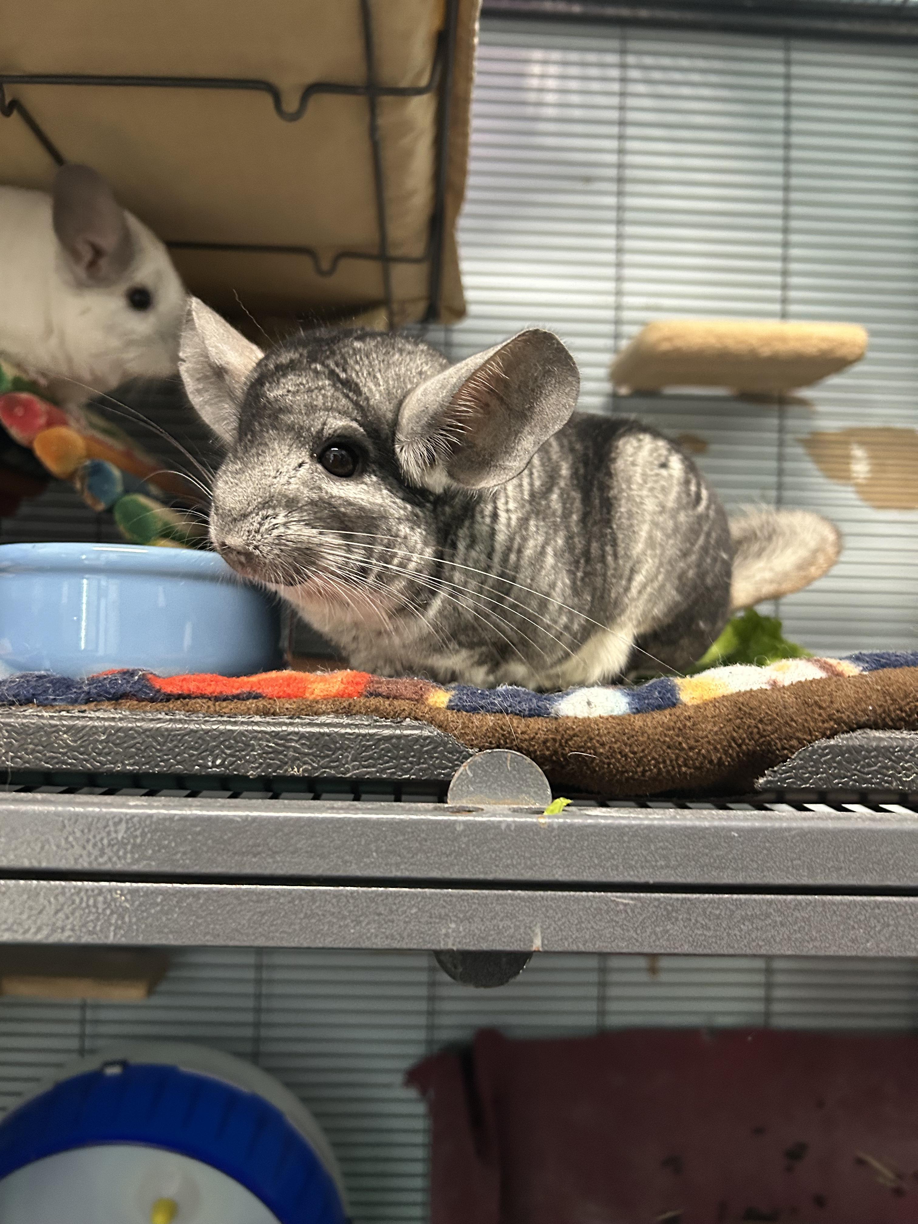 Enlarge Zoe and Madison, a ADOPTABLE Chinchilla in Edgewood, MD image 6/6
