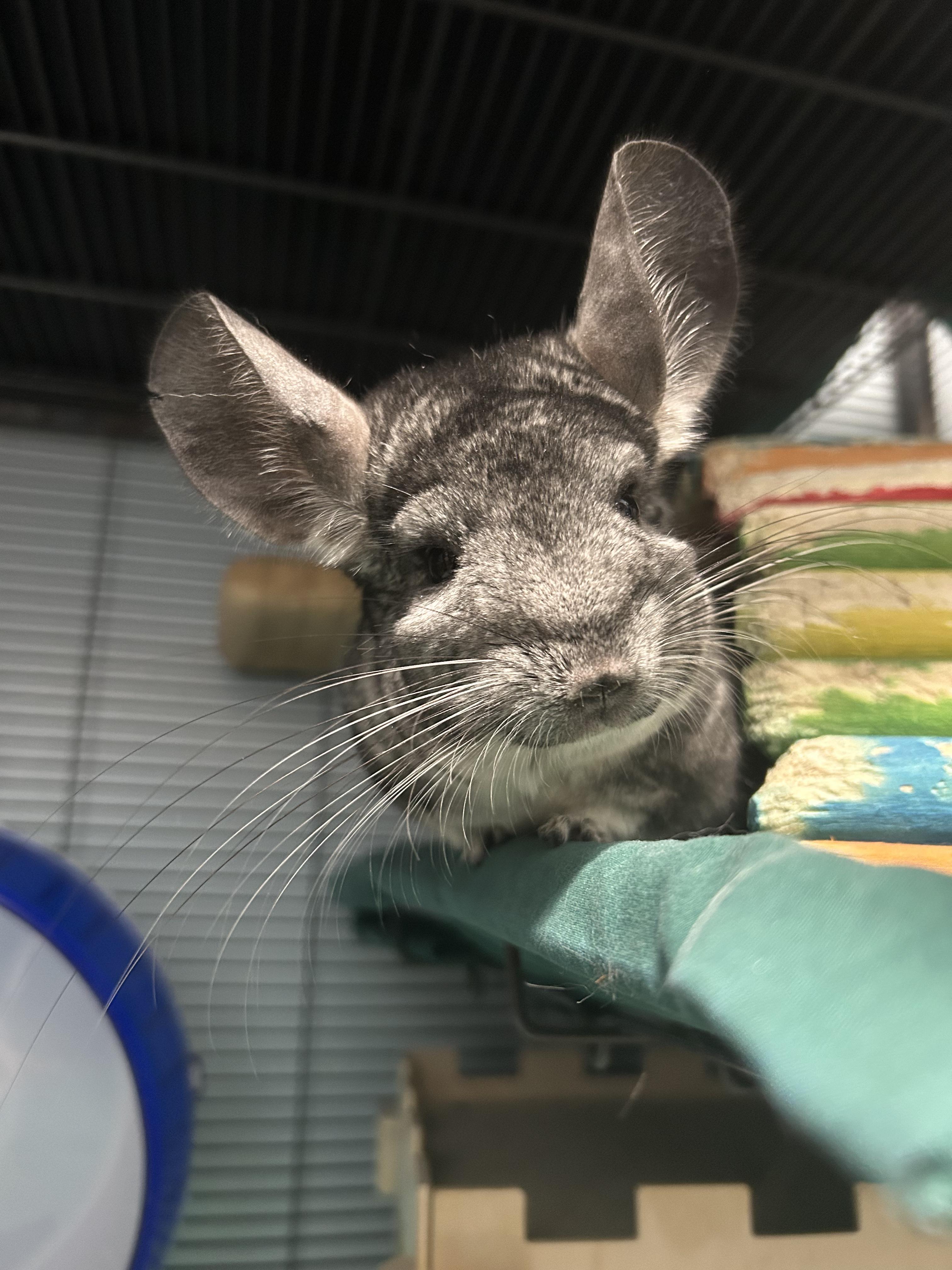 Enlarge Zoe and Madison, a ADOPTABLE Chinchilla in Edgewood, MD image 4/6