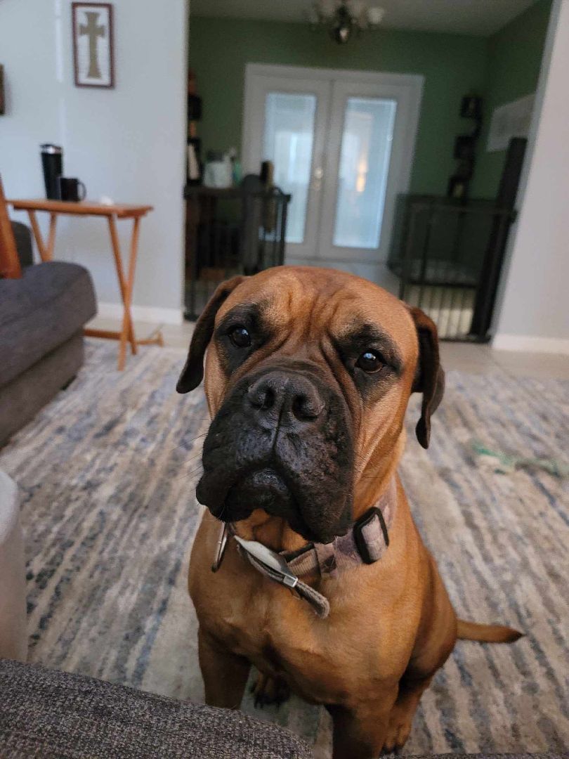 FL - Sally/Ocala, a Adopted Bullmastiff in Miami, FL image 1/5