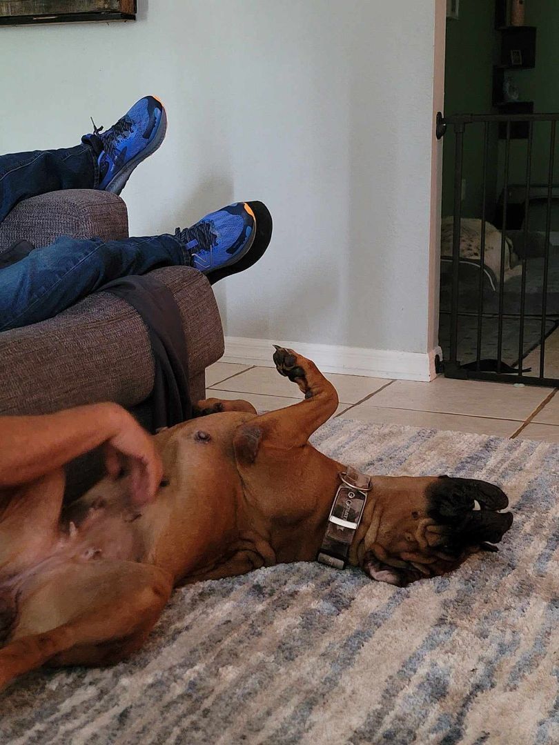 FL - Sally/Ocala, a Adopted Bullmastiff in Miami, FL image 2/5