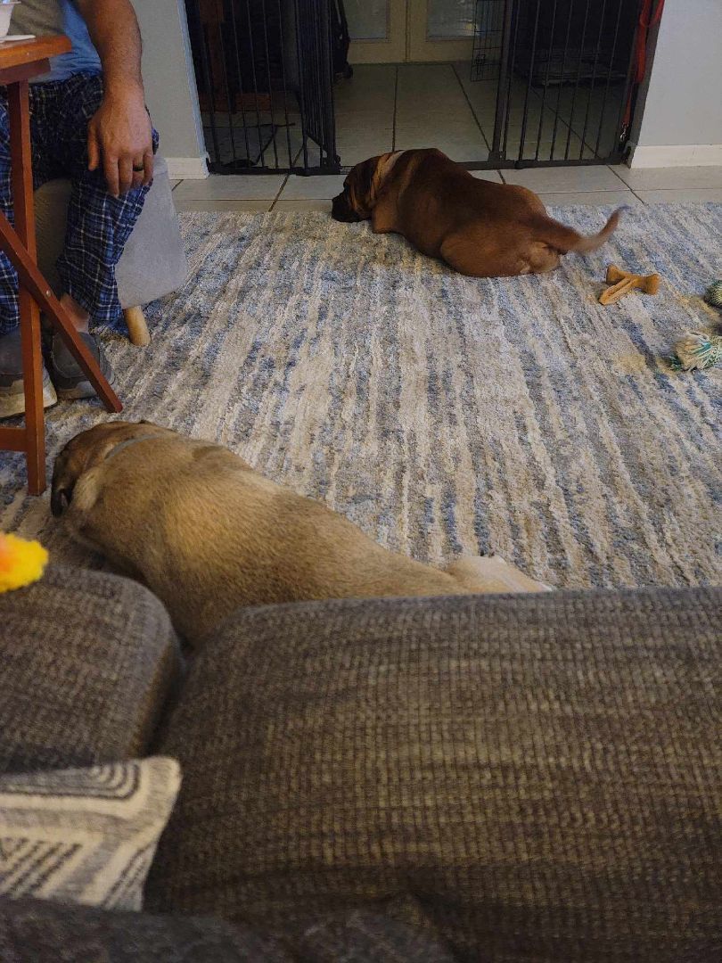 FL - Sally/Ocala, a Adopted Bullmastiff in Miami, FL image 4/5