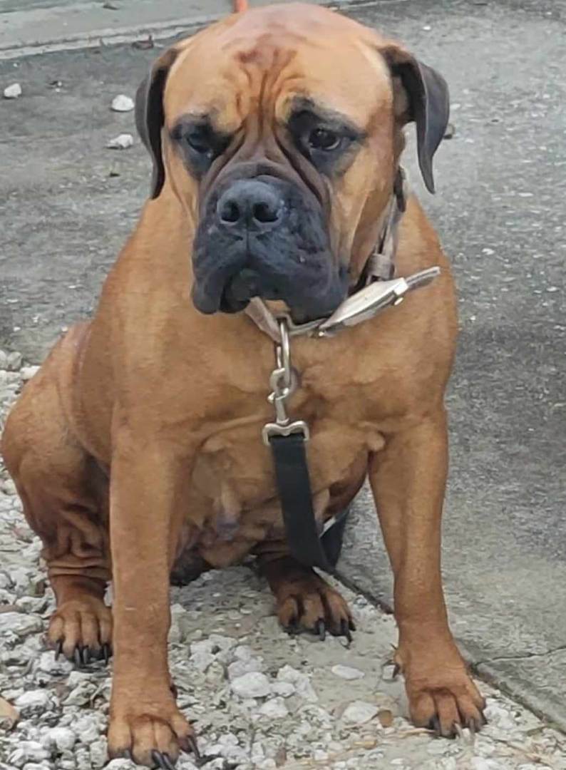 FL - Sally/Ocala, a Adopted Bullmastiff in Miami, FL image 5/5